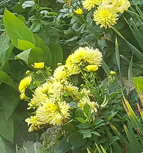 Ярко-желтый кактус георгин