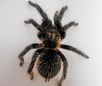 Кудрявый тарантул (4 см, пол не определен)