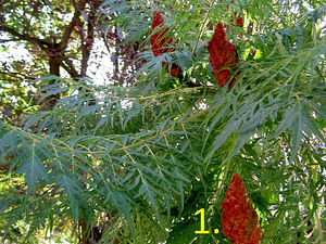 Puu istikud / taimed (4 erinevat)