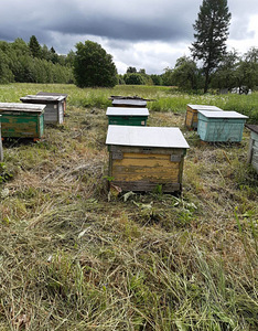 Majad mesilastele