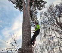 Arboristi teenused, ohtlike puude langetamine, arborist