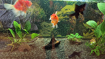 Akvaarium 200 l. kuldkala ja filtriga.