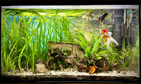 Akvaarium 150L koos kalade ja taimedega