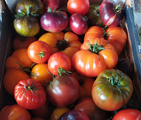 Sorti tomatite ja paprikate seemikud.