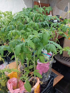 Tomatite taimed / Tomato seedlings