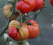 Produktiivsete tomatisortide kvaliteetsed seemikud