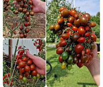 10 сортов вкусных и экзотических помидоров черри (семена)