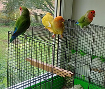 Papagoi