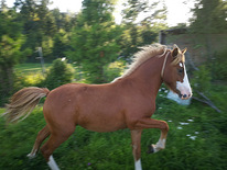 Hobune sport poni noor poiss Pass Olemas