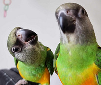 Senegali papagoi