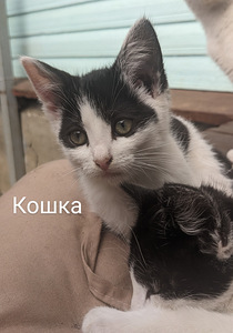 Kassipojad vajavad uut kodu (3 foto / 4)
