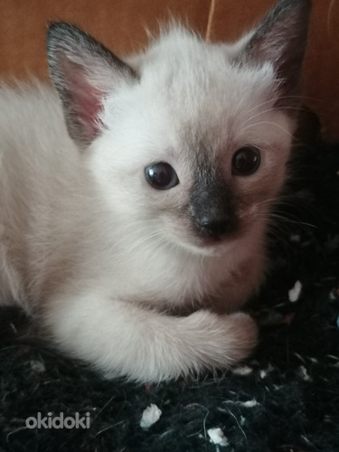 Продаю котят дон сфинкса (2 из 2)