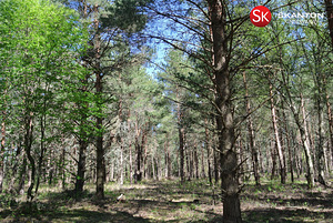 Lääne maakond, Lääne-Nigula vald, Hara küla/Harga, Kõrkja (7 foto / 19)