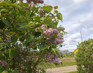 Tara tee 36, Nõmme, Haapsalu linn, Läänemaa (22 foto / 29)
