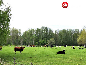 Lääne maakond, Lääne-Nigula vald, Tahu küla/Skåtanäs, Põlluotsa (7 foto / 11)