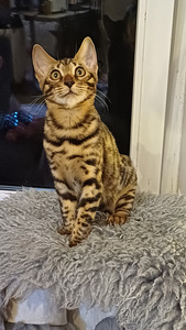 Бенгальские котята (2 фото из 5)