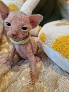 Продам котят породы канадский сфинкс (8 фото из 9)