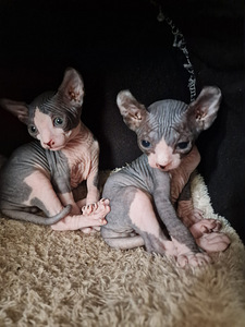 Pārdodu Kanādas sfinksa šķirnes kaķēnus (8 foto no 10)