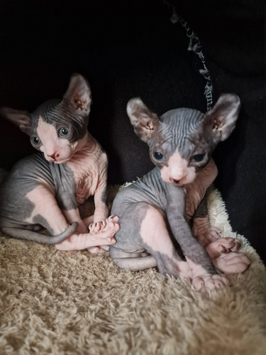 Pārdodu Kanādas sfinksa šķirnes kaķēnus