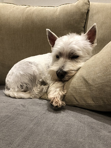 Westie plika otsib peikat (2 foto / 2)
