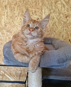 Maine coon (7 foto / 10)