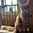 Котёнок мейн-кун ЗАБРОНИРОВАНА (фото #2)