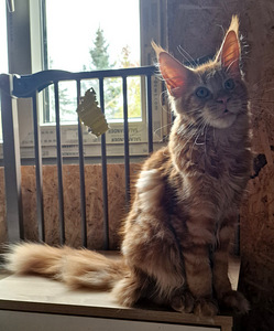 Maine coon (2 foto / 10)