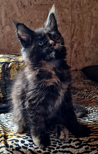 Maine coon kassipojad (7 foto / 9)