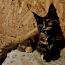 Котёнок МЕЙН КУН ( забронирована) (фото #3)
