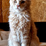 Котята Мейн кун (фото #4)