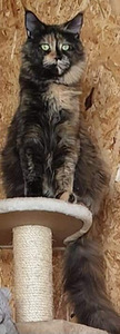 Котята мейн кун (6 фото из 6)