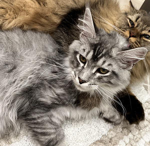 Maine Coon kassipoeg 5 kuud vana (2 foto / 3)