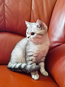 Продается британский котенок (5 фото из 6)