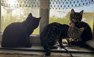 MÜÜA KASSIPOED | MÜÜA KASSIPOED (1 foto / 1)