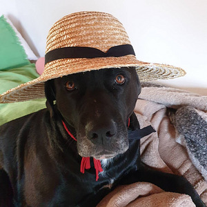 Isane Labrador/ Pitbull segavereline otsib pruuti (1 foto / 1)