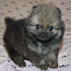 Pomeranian spic (foto #3)