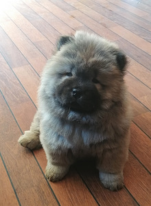 Chow chow kutsikad (2 foto / 3)