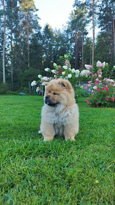 Chow Chow kutsikad (1 foto / 8)
