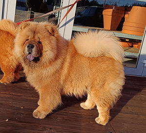 Chow-chow isane nooruk (1 foto / 1)
