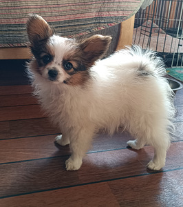 Papilloni kutsikad