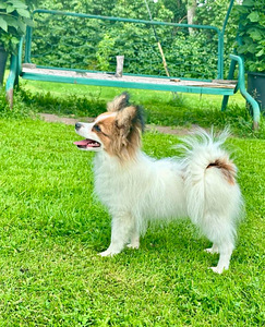 Papillon kutsikad (6 foto / 6)