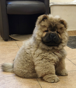 Chow Chow kutsikad (1 foto / 4)