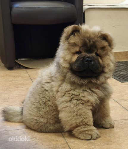Chow Chow kutsikad