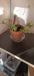 Комнатные растения (3 фото из 10)