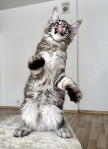 Maine Coon (3 foto / 5)
