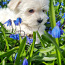 Мальта / Мальтийская болонка / Мальтийская собака (фото #4)