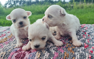 Maltese / Malta koer / Malta bichon (4 foto / 5)