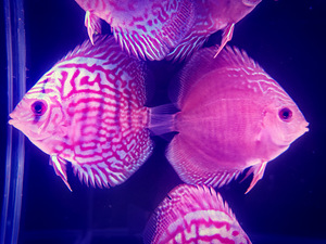 Discus (4 foto / 9)