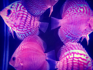 Discus (9 foto / 9)