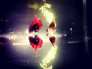 Võitluskalad // Betta (plakat) (10 foto / 10)